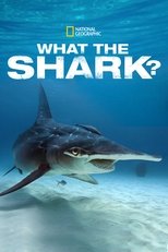 Poster for What the Shark? 