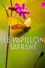 Poster for The Story of the Saffron Butterfly