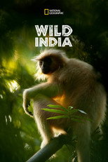 Wild India poster