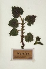 Nettles