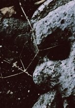 The Death Valley Is Good The Death Valley Is Good