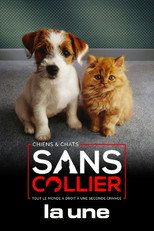 Chiens et chats sans collier poster