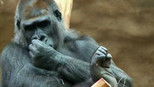 Gorilí povídání 1x10 (S01E10)