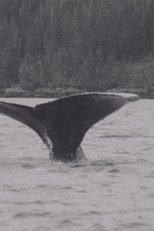 Whales poster