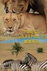 Poster for Males VS Females