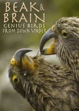 Poster for Beak & Brain - Genius Birds from Down Under