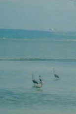 Green Dream (1994)