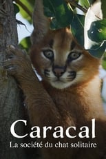 Poster for Caracal : La Société du chat solitaire 