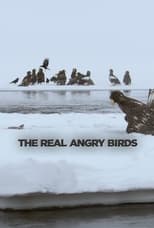 Poster for The Real Angry Birds