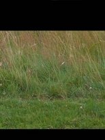 This is not a landscape...