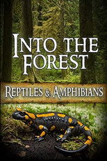 Into the Forest: Reptiles & Amphibians poster