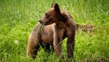 Ver La historia de un bebé grizzly online en cinecalidad