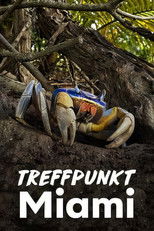 Treffpunkt Miami