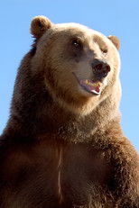 Bart the Bear II