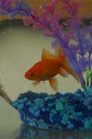 Herminio el Pez Herminio el Pez