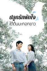 ปลูกรักพักใจ ใต้ต้นมะกอกขาว