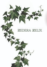 Hedera Helix