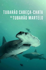 Tubarão Cabeça-Chata vs. Tubarão Martelo