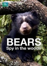 Poster di Bears: Spy in the Woods