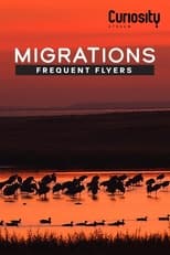 Poster di Migrations: Frequent Flyers