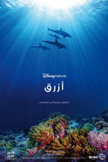 Dolphin Reef