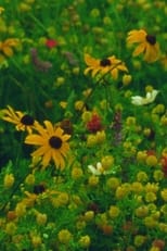 Mountain Wildflowers poster