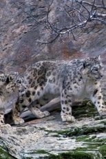 Capturing The Rare Snow Leopard On Camera poster