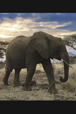 Serengeti - Expeditionen ins Tierreich poster
