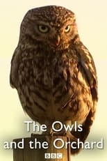 Poster for The Owls and the Orchard 