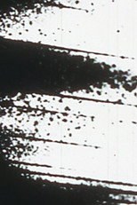 Starlings