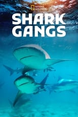 Poster for Shark Gangs