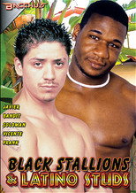 Black Stallions & Latino Studs