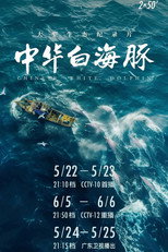 中华白海豚 poster