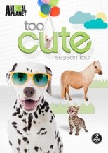 Poster for Too Cute Season 4