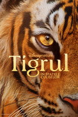 Tigrul: În spatele culiselor