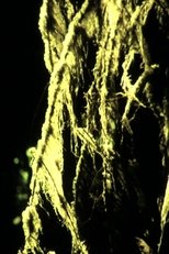 Old Growth poster