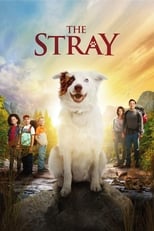 The Stray serie streaming