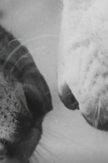 Animal Antics