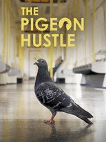 The Pigeon Hustle poster