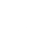 Northern Sheep Cinema