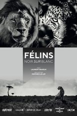 Poster for Félins, noir sur blanc 