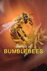 Poster for Secrets of Bumblebees