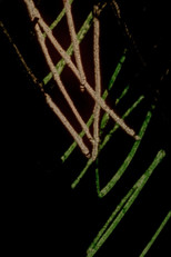 Chicago Footwarmers poster