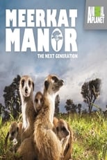 Poster for Meerkat Manor Season 4