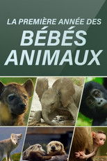 La première année des bébés animaux