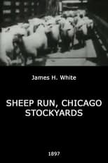 Sheep Run, Chicago Stockyards (1897)
