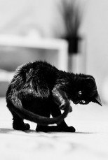 Chasing my Tail poster