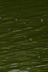 Haikus 2: Waters