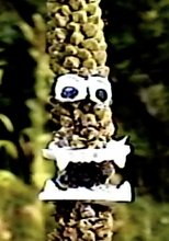 The Sword of Mullein