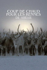Coup de chaud pour les rennes de Sib&eacute;rie